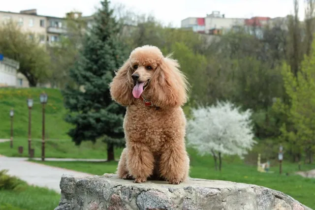 National Brown Dog Day 2026: When It Is & How It's Celebrated