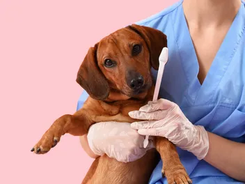 10 Common Dachshund Teeth Problems: Vet-Explained Causes, Signs & Treatment