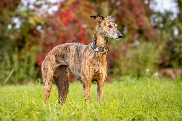 12 Whippet Pros & Cons: Temperament, Behavior & Care