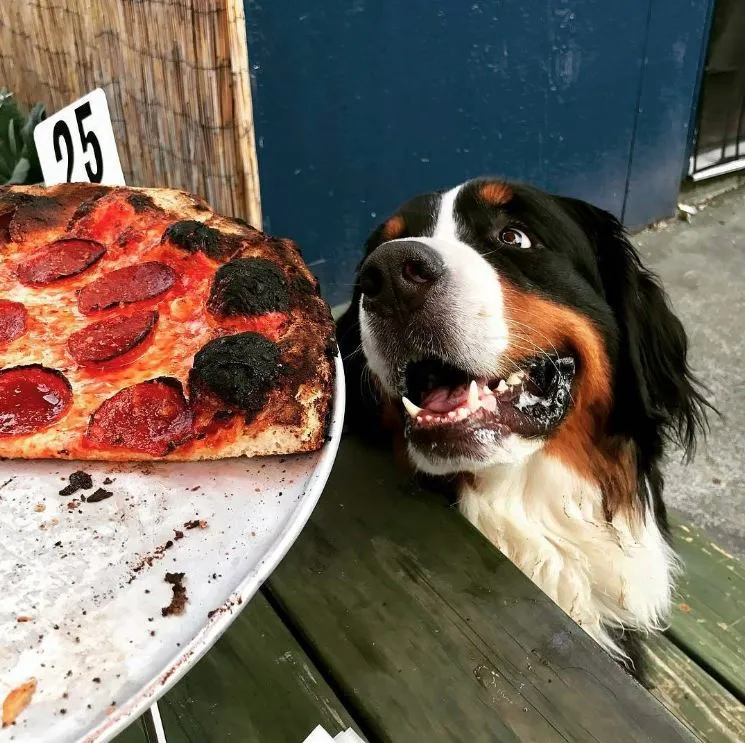 Pizza Jerk