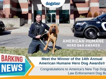 Meet the Winner of the 14th Annual American Humane Hero Dog Awards®, Law Enforcement Dog Bo
