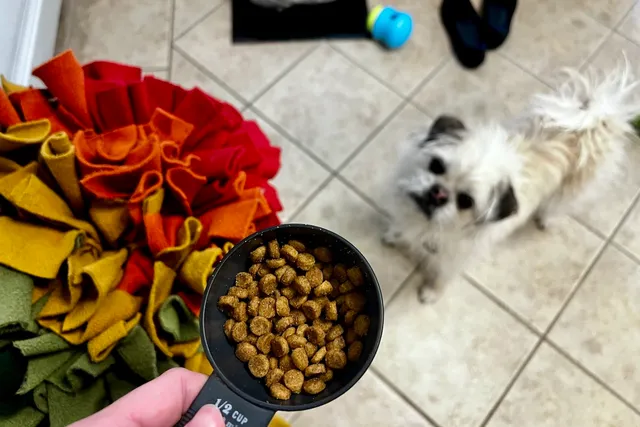 Let the Kibble Games Begin: Gizmo’s Adventure Meals