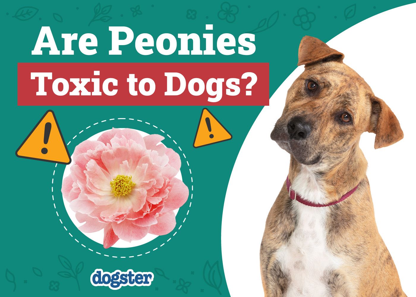 Dogster_Are Peonies Toxic to Dogs