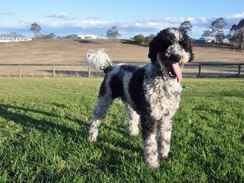 Giant Schnoodle Dog Breed: Info, Pictures, Care Guide & More