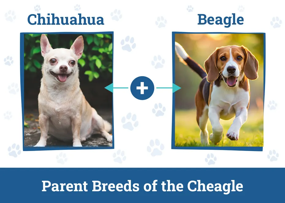 Parent Breeds of the Cheagle