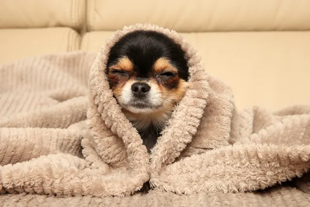 Why Do Chihuahuas Burrow? Vet-Reviewed Facts & Explanation