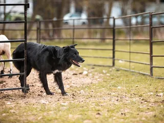 How to Train a Dog to Herd: 5 Vet-Approved Tips