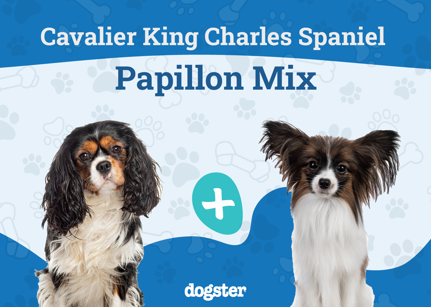 Cavalon Dog Breed: Info, Pictures, Care & More