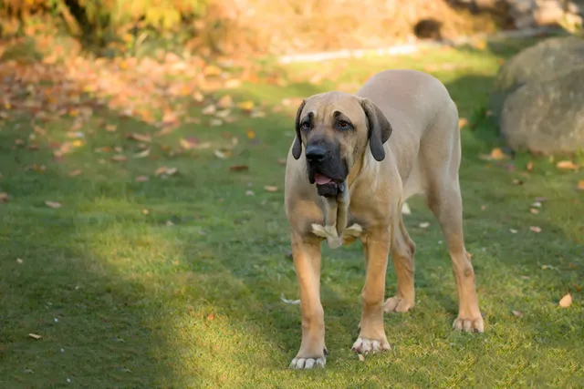 8 Great Off-Leash Dog Parks in Cape Coral, FL You Can Visit Today