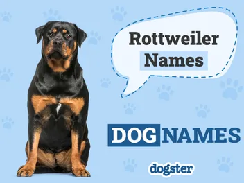 150+ Rottweiler Names: Popular & Strong Ideas for Your Rottie