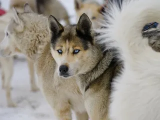 Seppala Siberian Sleddog: Dog Breed Info, Pictures, Facts & Traits