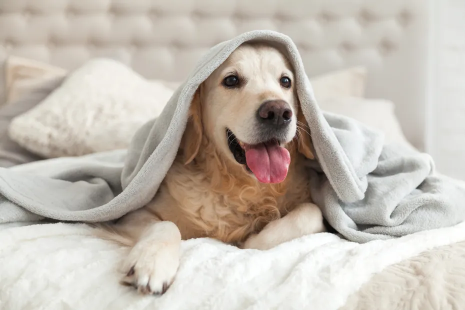 Happy smiling young golden retriever dog under light gray plaid