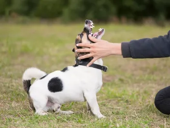 Why Are Smaller Dogs More Aggressive Than Larger Dogs? 4 Likely Reasons