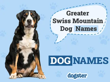 60+ Popular & Unique Greater Swiss Mountain Dog Names