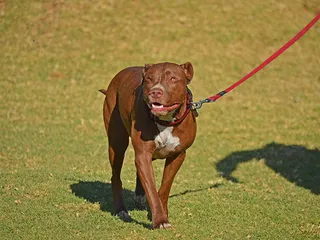 What Temperature Is Too Hot to Walk a Dog? Our Vet Explains