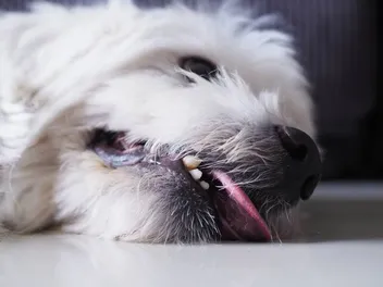 How to Stop Dog Seizures: Our Vet Discusses Causes & Treatments