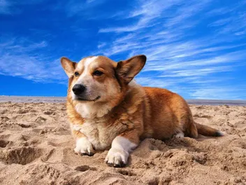 15 Most Popular Dog Breeds in the Philippines: Info, Pictures & History