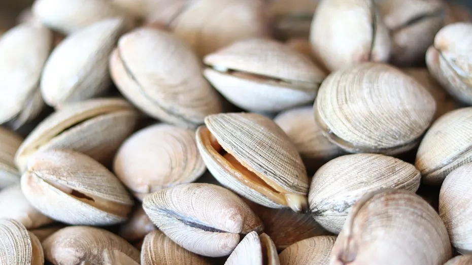 close up image of clams