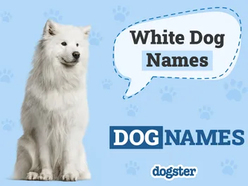 990+ Wonderful White Dog Names for Your Fluffy Pooch