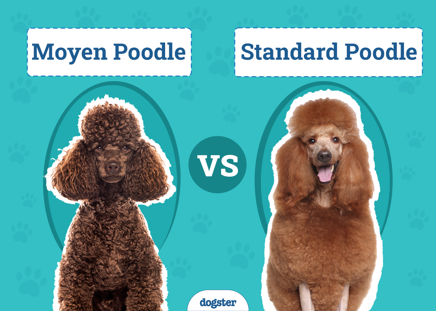 Moyen vs Standard Poodle