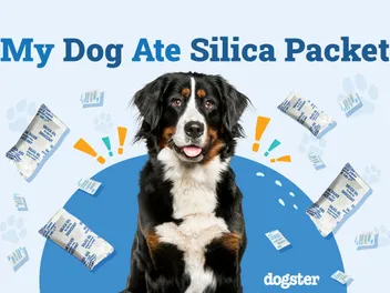 My Dog Ate a Silica Packet: What to Do (Vet Answer)