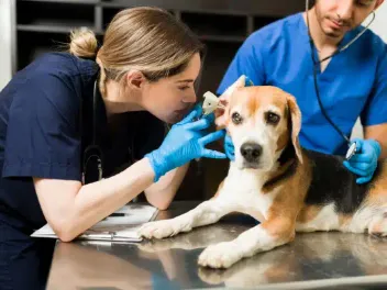 When to Take Your Dog to the Vet: 15 Emergencies Reviewed (Vet Answer)