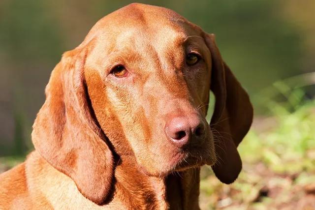 Are Vizslas Smarter Than Most Dogs? Instinctive & Adaptive Intelligence