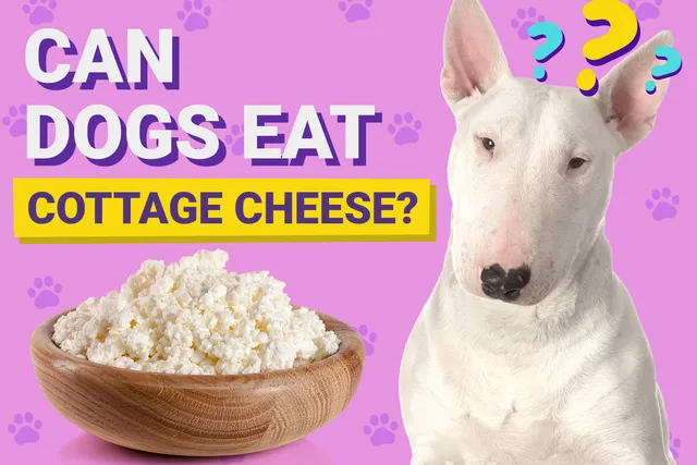 Can Dogs Eat Cottage Cheese? Vet-Verified Nutrition Facts & Safety Guide