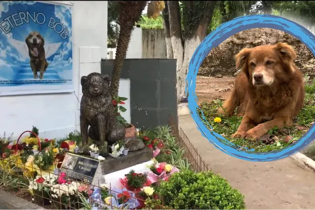 Till Death and Beyond: How One Dog's Loyalty Inspired a Law for Eternal Companionship