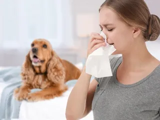 Can You Be Allergic to Dogs & Not Cats? Our Vet Answers