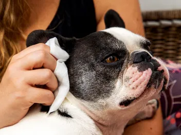 How to Clean French Bulldog Ears: Vet-Approved Step-by-Step Guide