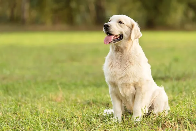 Do Golden Retrievers Like to Cuddle More Than Other Breeds? Dog Affective Preferences