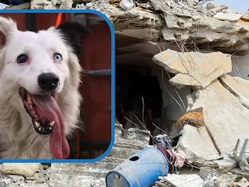 From Rescue to Rescuer: How an Abandoned Border Collie Became Venezuela's Earthquake Hero