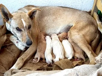 Overbreeding in Dogs: Consequences, Risks & Health Issues