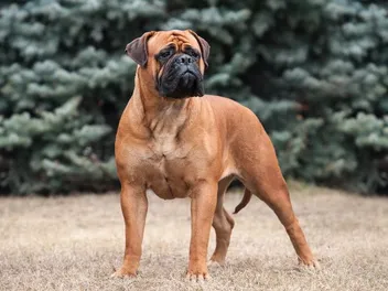 How Much Does a Bullmastiff Shed? Vet-Verified Facts & FAQ