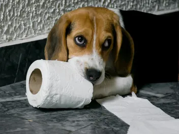 Why Do Dogs Eat Things They Shouldn’t & What to Do: Vet-Approved Guide