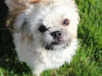 Mi-Ki Dog Breed: Info, Pictures, Care Guide & More