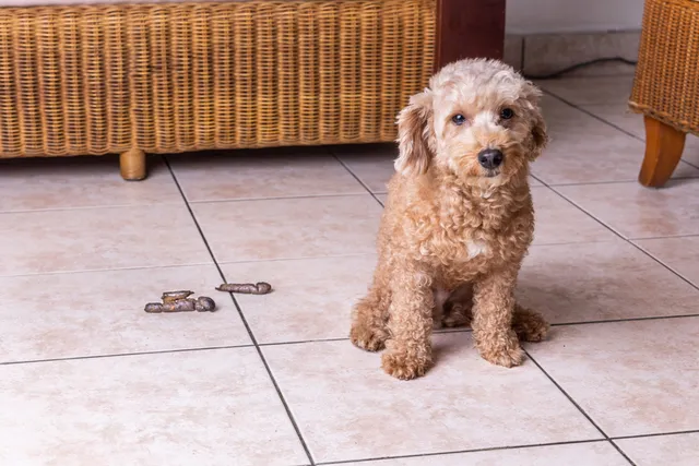 Why Does My Dog Eat Their Own Poop? 8 Vet-Reviewed Reasons and Tips