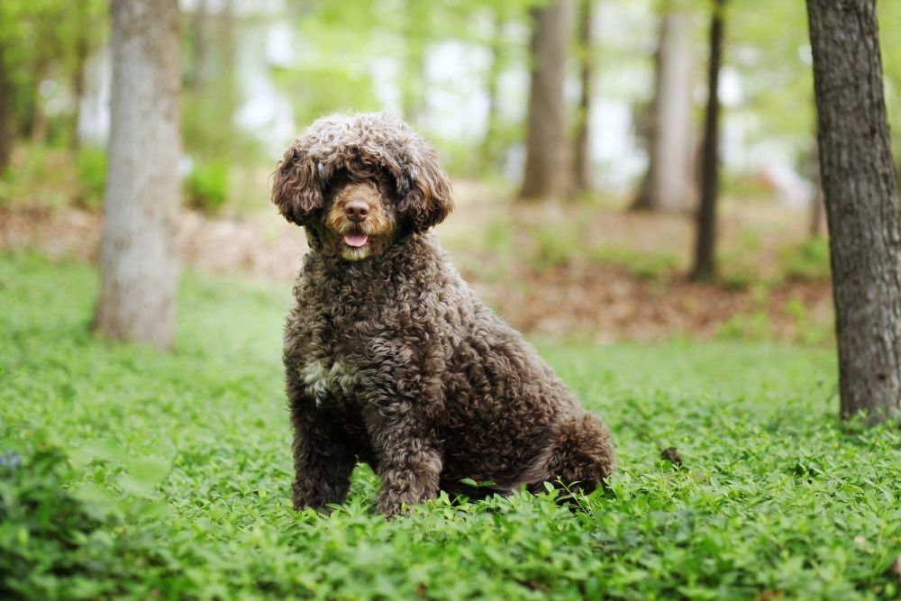Portuguese water dog stands in the forest