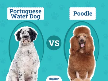 Portuguese Water Dog vs Poodle: The Differences (With Pictures)
