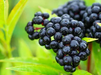 What Berries Can Dogs Eat? Vet-Verified Nutrition Facts & FAQ