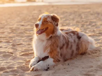 Top 10 Dog-Friendly Beaches in Massachusetts (2026 Update)