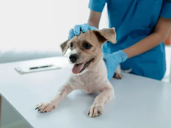 My Dog Has Cancer and I Can’t Afford Treatment: Vet-Reviewed Financial Support Options