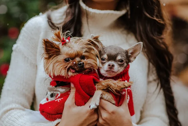 Getting a Puppy for Christmas: 14 Important Things to Consider (Vet Verified)