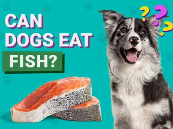 Can Dogs Eat Fish? Vet-Verified Facts & FAQ