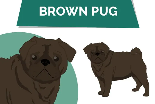 Brown Chocolate Pug: Info, Pictures, Facts & History