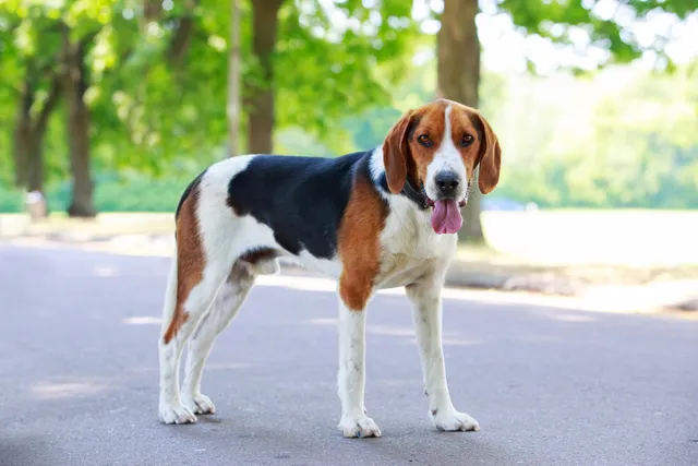 9 Dog Park Design Ideas: Excellent Examples & Tips