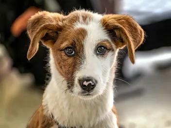 My Puppy Is Wobbly & Off Balance, Should I Be Worried? Our Vet Explains