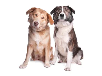 Aidi Dog Breed: Info, Pictures, Care Guide & Traits