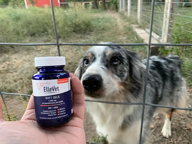 dog sniffing ellevet soft gels cbd product